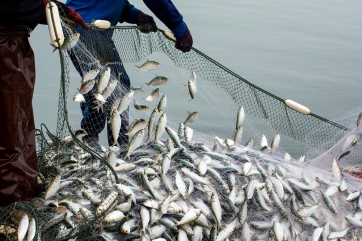 Россия с начала года увеличила вылов рыбы на 4,4 процента